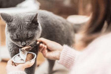 猫粮和猫奶能同时使用吗