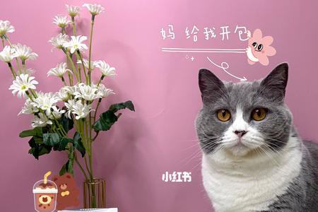 如何自制猫咪益生菌