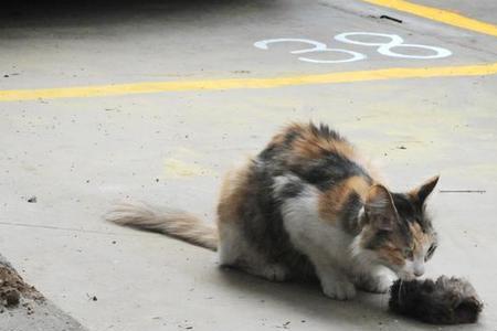 流浪猫养了半年还是总想往外跑