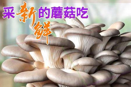 灵芝香菇平菇有什么标志性成分