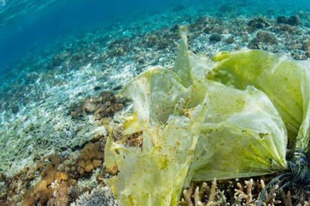 海洋生物如何适应高盐环境