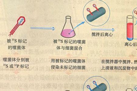 噬菌体为什么不可以侵染酵母菌