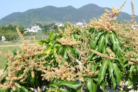 芒果自花授粉吗