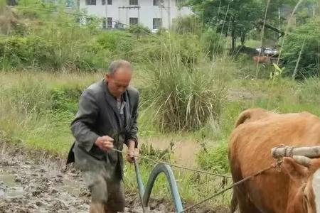 晚秋热死牛是什么意思