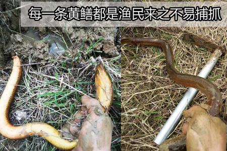 野生黄鳝怎么找销路