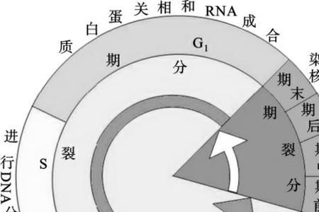 二分裂有细胞周期吗