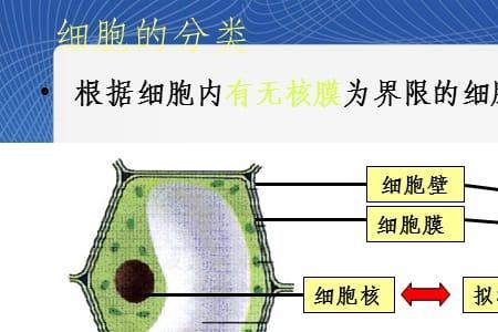 真核细胞在结构上是如何组织的