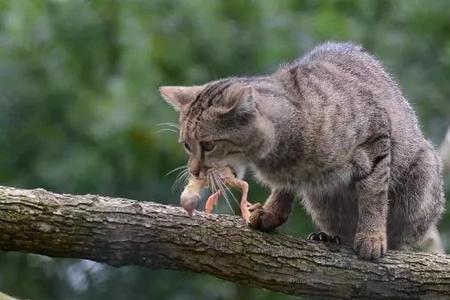 野猫的繁殖能力