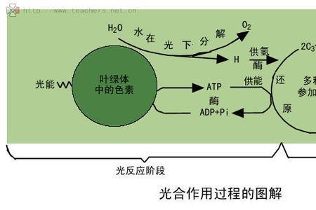 光合作用叶绿素的还原方程式