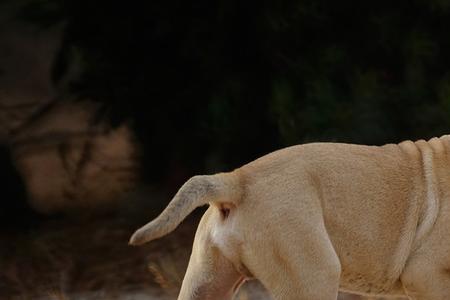 比特犬胆子小怎么治