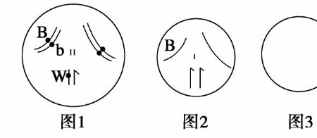 果蝇细胞中有几个染色体组