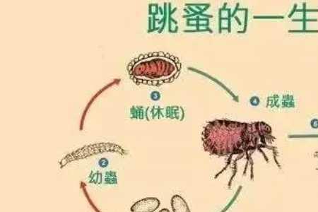 为什么一只猫有跳蚤另一只没有