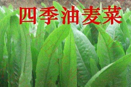 唐山地区油麦菜什么时候播种