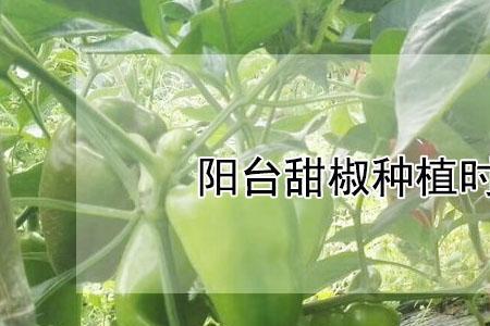 柿子椒种植时间和方法