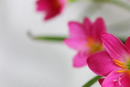 一棵风雨兰一年会繁殖几个