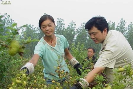 金刺梨几月份移栽成活率高