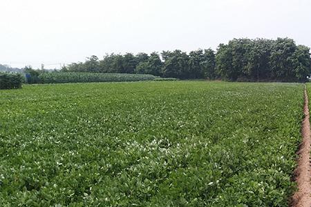 芸苔素全面喷施吗