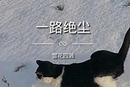 踏雪寻梅猫咪优缺点