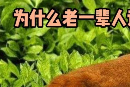 黄鼠狼力气有多大