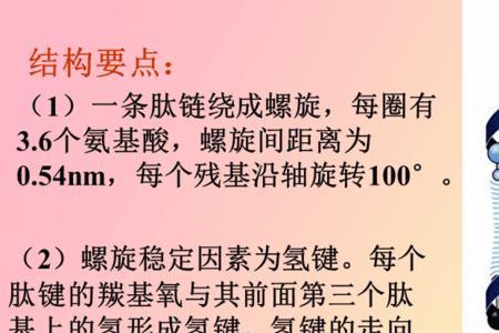 细肌丝主链由什么蛋白分子构成