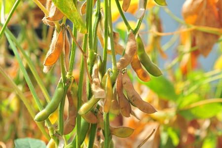 大豆种植时间农历