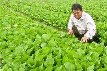 华北地区芥菜种植时间和方法