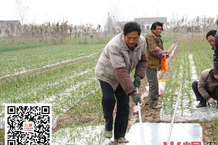 延边州什么时间种大蒜