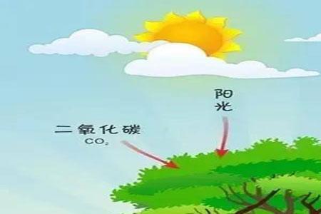 光合作用是被谁首次发现的