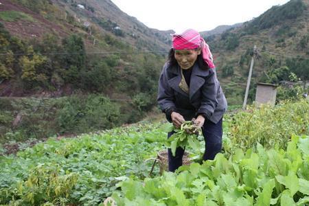 人尿粪生蛆可浇菜吗