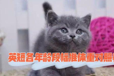 蓝猫母猫身长对照表