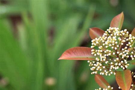 石兰花茶是什么味道