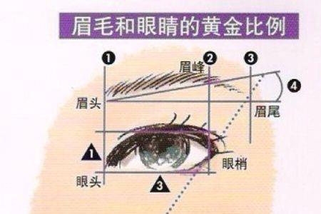 眉弓和提眉区别