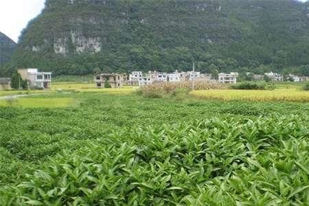 南板蓝根种植前景