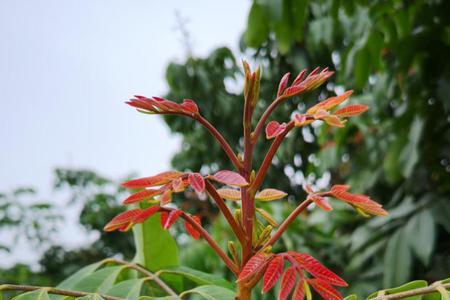 苯肽胺酸龙眼催花技术