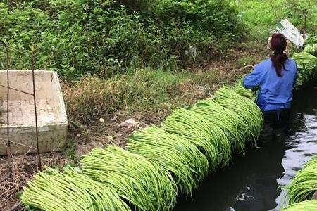 水栽空心菜越冬技术