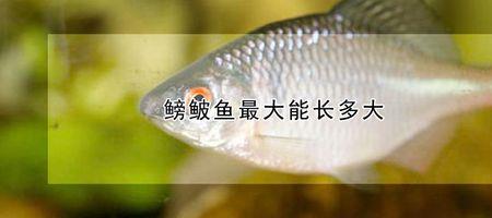 浮游动物食性鱼类是什么意思