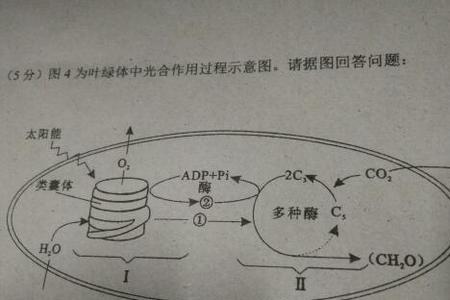 什么是带状叶绿体