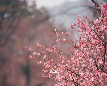 梅花赋的扇子多大