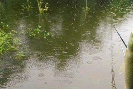 春季雨后阴天钓深还是钓浅