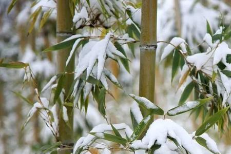 篱雪意思