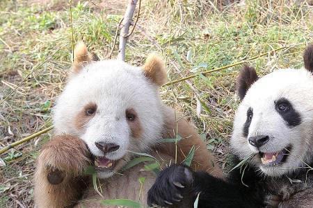 树袋熊饱食度多少不影响繁殖