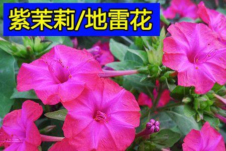 北方冬季地雷花的种植方法