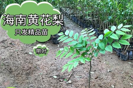 黄花梨树几年可以长成商品树