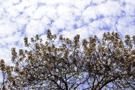 10月份梧桐树开花什么原因