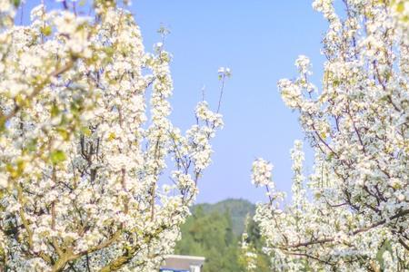 油菜花和桃花绝配诗句