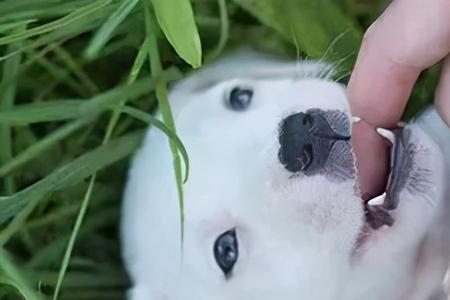 小狗几个月换獠牙