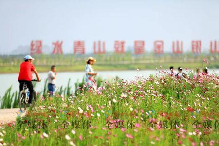 金湖花海在什么地方