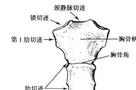 人的胸骨有多宽