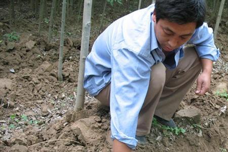 枣树地里能不能种植知了猴