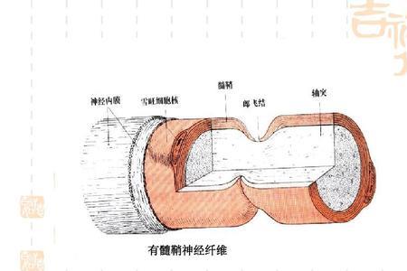 神经纤维简写